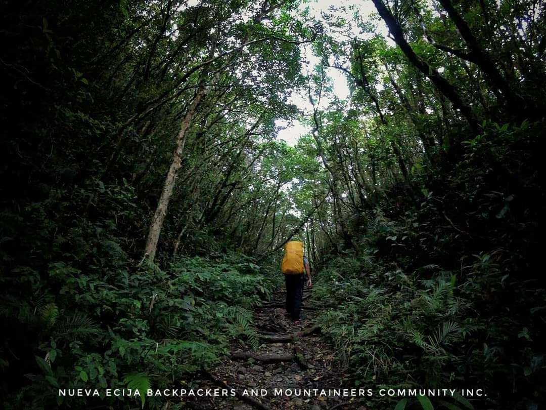 hiking forest trees
